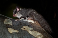 Vakoveverka letava - Petaurus breviceps - Sugar Glider o4722